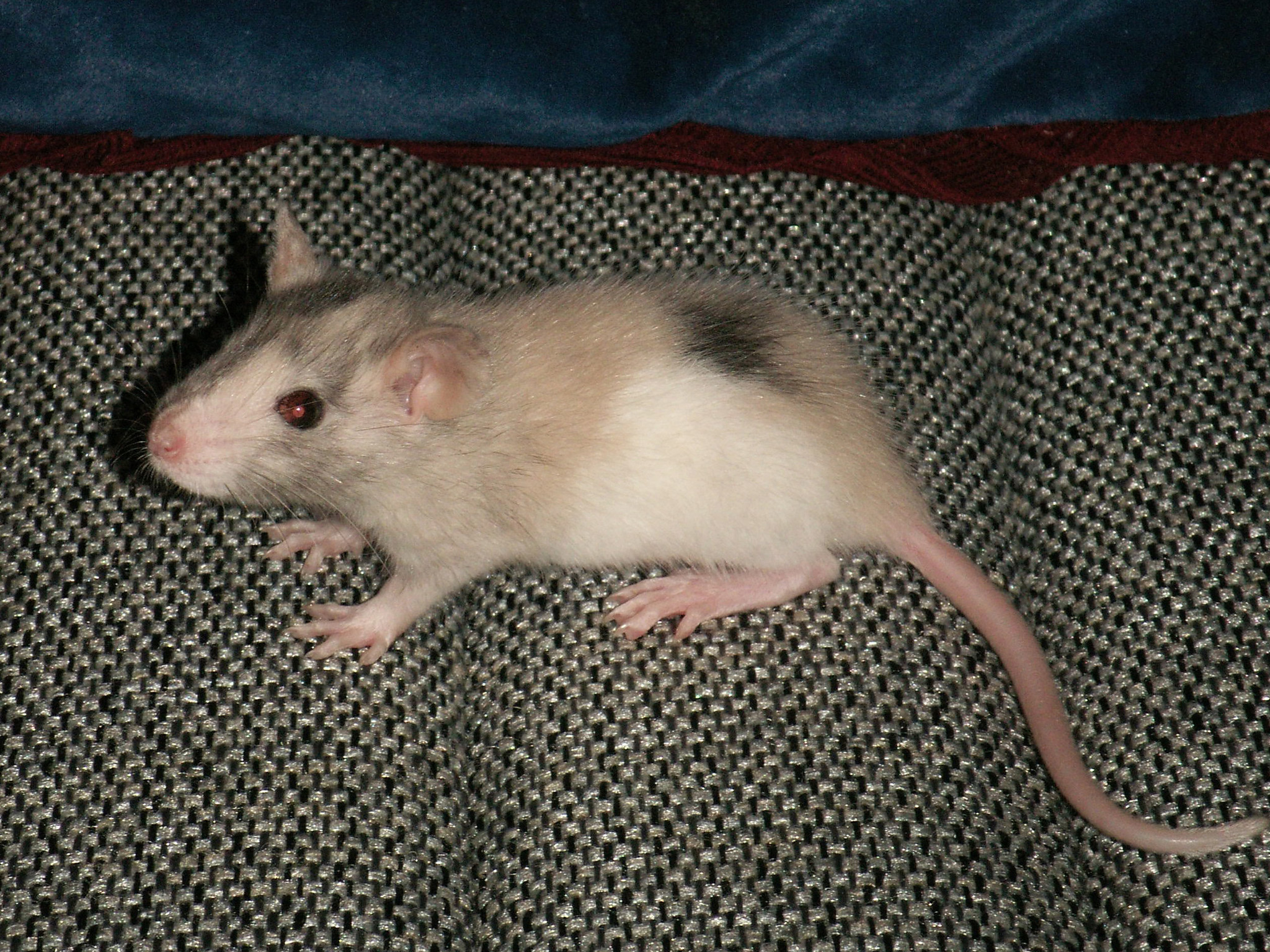 породы домашних крыс с фотографиями и названиями