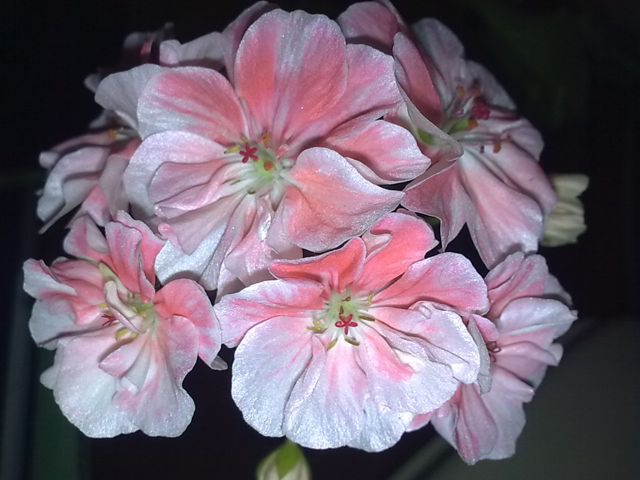 таира сибирская роза пеларгония фото