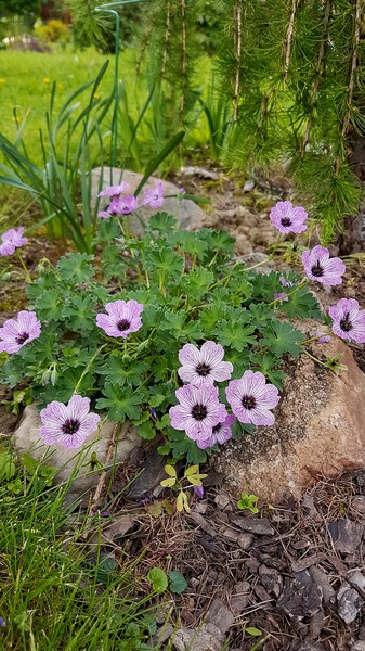 Герань пепельная "Балерина" (Geranium cinereum Ballerina). Растёт медленно. Зимостойка, для участков со щелочными почвами, рокариев, требует хорошего дренажа. Ровный, ажурный, постоянно декоративный кустик для солнечных и полутенистых мест. Периодически требует внесения доломитки или золы.Высота 10-15 см, во время цветения - до 30 см.