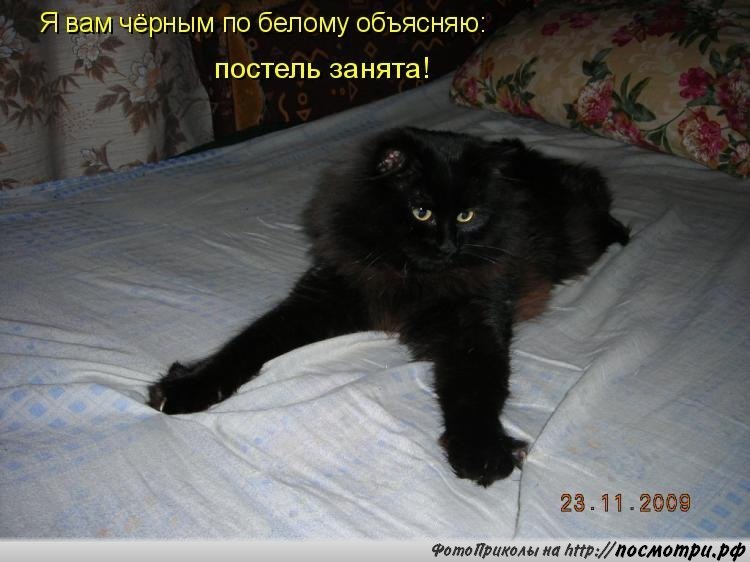 Картинки с надписями черных котов