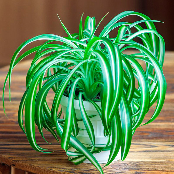 Комнатное растение Хлорофитум (Chlorophytum)