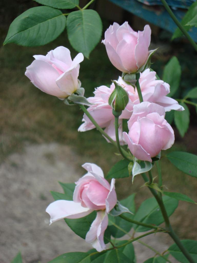 День мечтания о розовых кустах 15. Цветы живые на ветру. День мечтания о розовых кустах. Розоры живые.