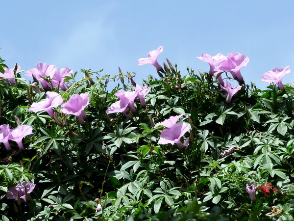 Ипомея каирская
Ipomoea cairica 
Семейство: Вьюнковые (Convolvulaceae) 
Происхождение: Тропическая Африка, Азия, Восточная Австралия

