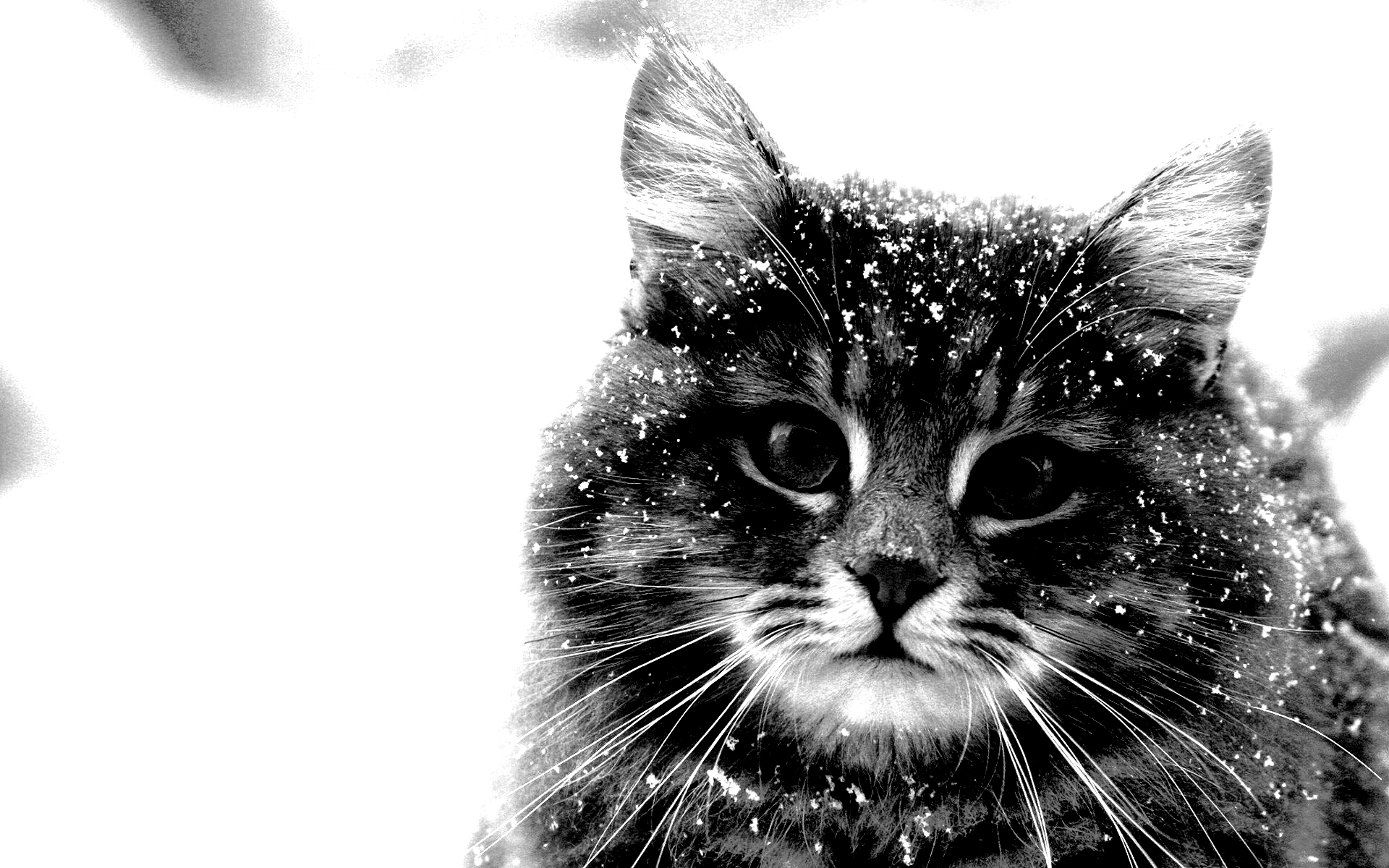 Черная кошка зимой