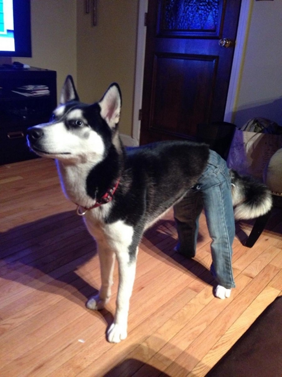 Собака в джинсах